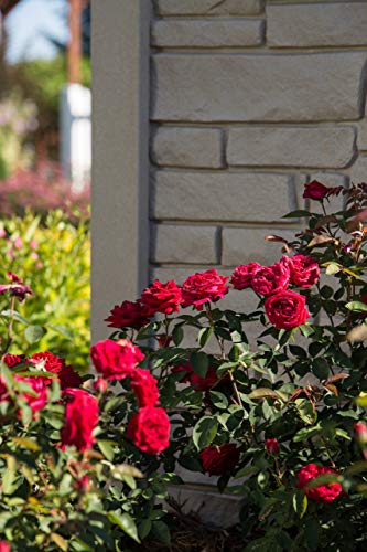 Side view of Kashmir rose with multiple dark red blossoms