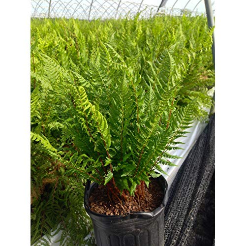 Side view of Lady in Red lady fern in a nursery pot, highlighting arching fronds and contrasting red stems