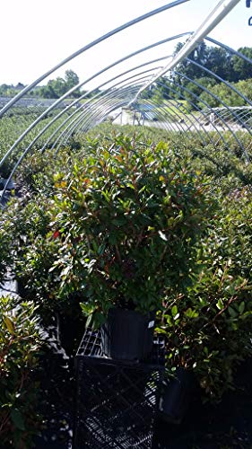 Side view of Landmark Rhododendron ready to plant in garden