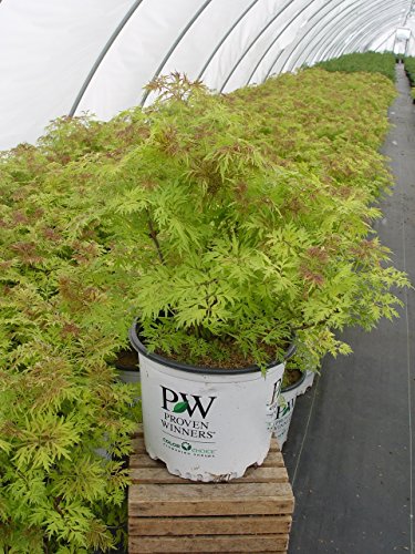 Side view of Lemony Lace elderberry shrub in container