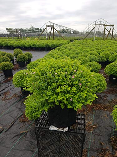 Side view of Little Princess Spirea showing rounded mounding habit