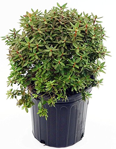 Side view of Purple Gem rhododendron showing foliage