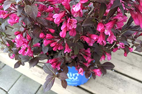 Side view of Stunner Weigela plant showing compact form
