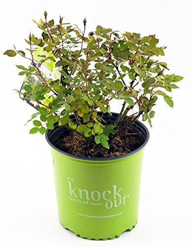 Side view of Sunny Knock Out® flowering rose plant in container with rich yellow petals