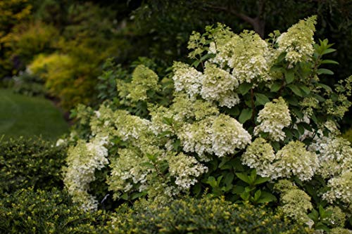 Side view of Vanilla Strawberry™ Hydrangea showing lush green leaves and multicolored blooms