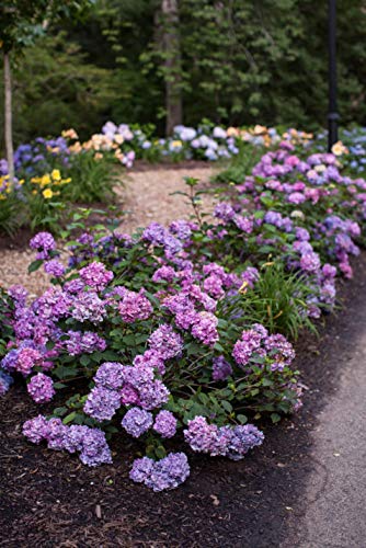 Side view of a Bloomstruck® hydrangea shrub in garden bed with full summer blooms and dark green leaves