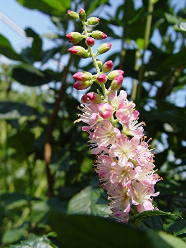 Side view of a lush Clethra ‘Ruby Spice’ shrub showing multiple fragrant pink flower spikes amid leafy branches