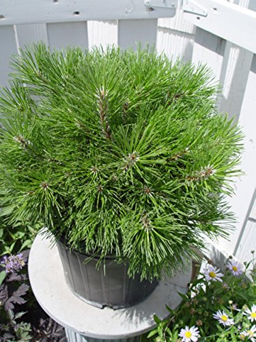 Side view of dwarf mugo pine evergreen in nursery pot