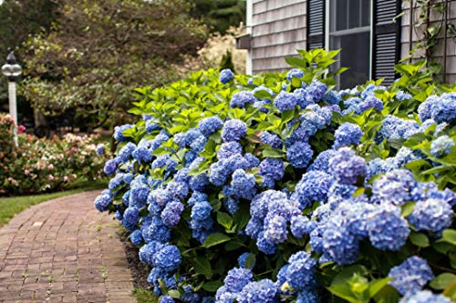 Side view of hydrangea plant with green leaves and blossoms
