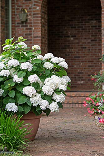 Side view of hydrangea shrub with round white blossoms in the hall way