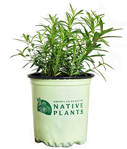 Side view of perennial butterfly milkweed in #1 container