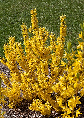 Side view of the dwarf Forsythia Show Off Sugar Baby plant with bright yellow flowers along slender stems