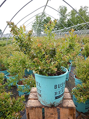 Side view of the full blueberry shrub in its container showing form and size