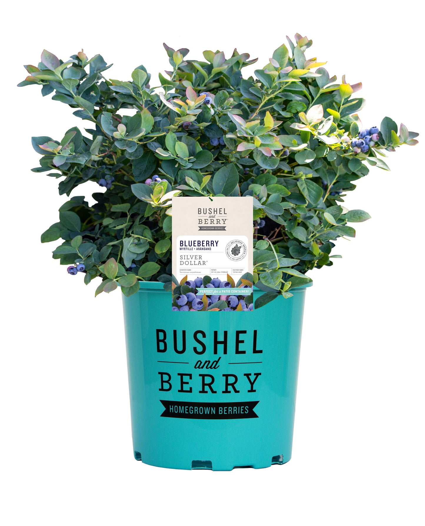 Silver Dollar® Blueberry shrub in pot, angled garden shot