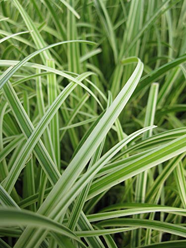 Silver Sceptre Sedge foliage close up