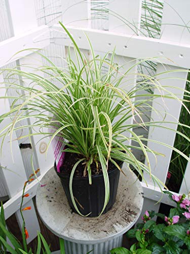 Silver Sceptre Sedge in pot