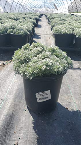 Silvermound Wormwood in nursery