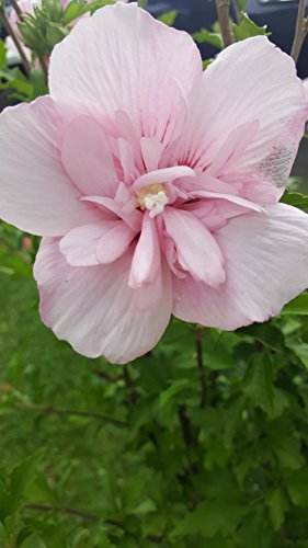 Single Pink Chiffon hibiscus flower in full bloom