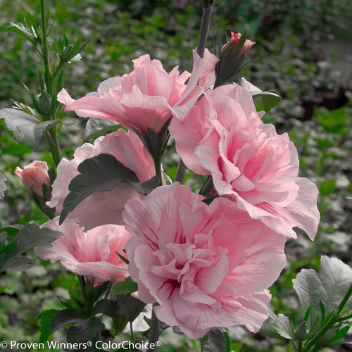 Single Pink Chiffon hibiscus flower in full bloom with delicate pink petals and darker pink center