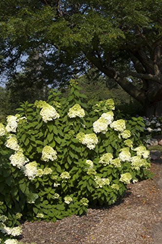 Single panicle hydrangea bloom showing creamy white base and strawberry‑pink gradient