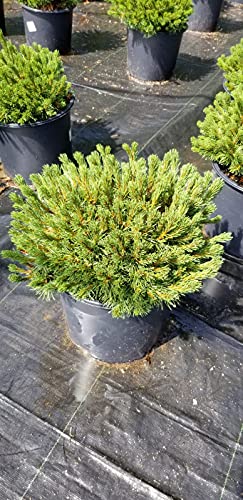Slowmound Mugo Pine in landscape