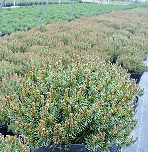 Slowmound Mugo Pine in nursery