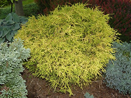 Small golden‑yellow mounded shrub with fine, feathery foliage