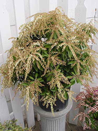 Small green potted live plant with fresh foliage