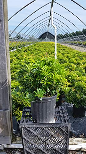 Small leafy green potted plant in a greenhouse