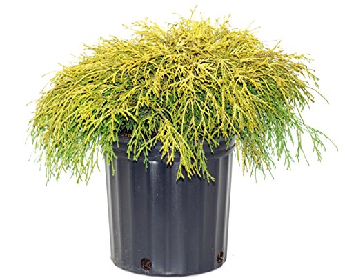 Small potted ornamental green and yellow foliage plant