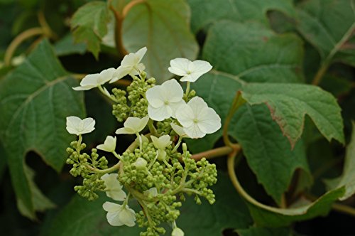 Snow Queen™ Oakleaf Hydrangea flower focus