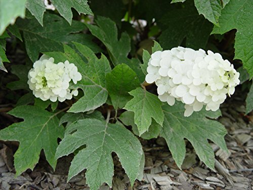 Snow Queen™ Oakleaf Hydrangea flowering in the garden