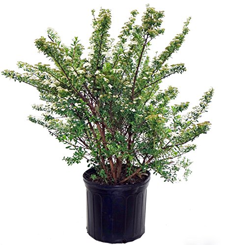 Snowmound Spirea in the pot