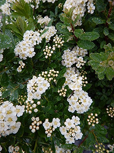 Snowmound Spirea white flower with buds