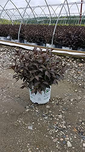 Spilled Wine Weigela dark foliage