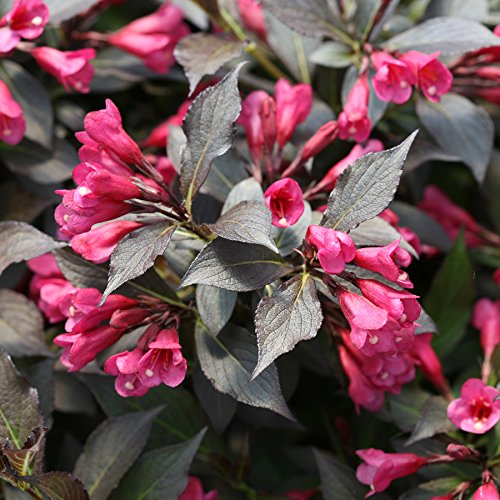 Spilled Wine Weigela foliage and flower