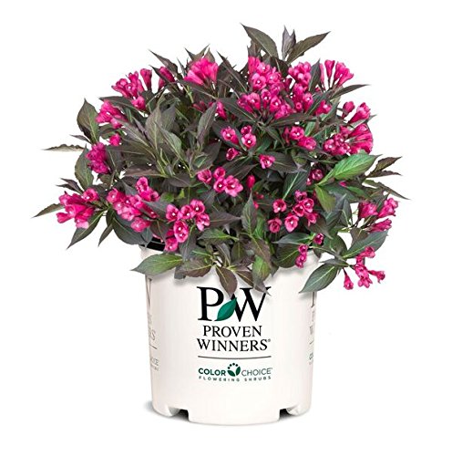 Spilled Wine Weigela in branded pot