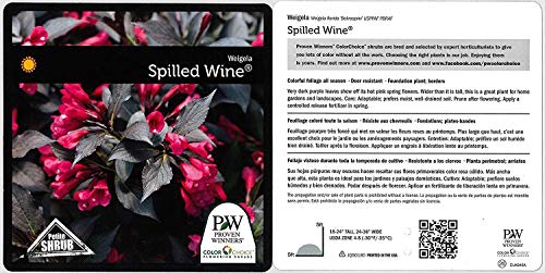 Spilled Wine® Weigela plant facts