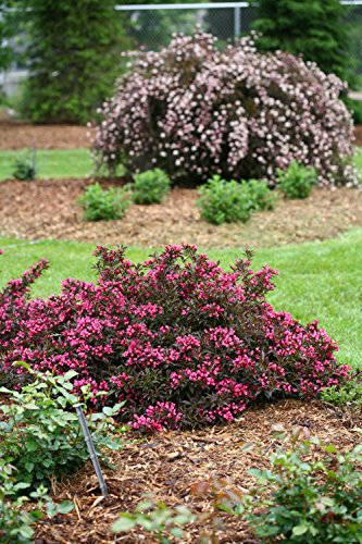 Spilled Wine Weigela plant with deep purple leaves and magenta flowers