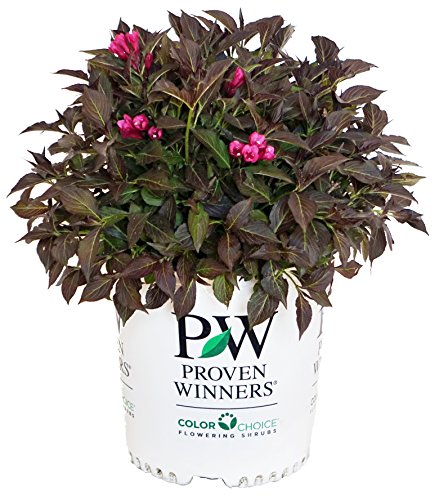 Spilled Wine Weigela shrub close‑up showing dark burgundy leaves and pink flowers