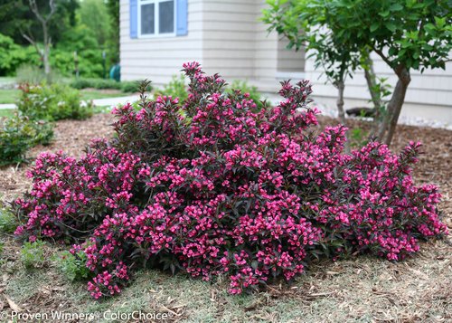 Spilled Wine Weigela shrub showing overall plant shape and flowers