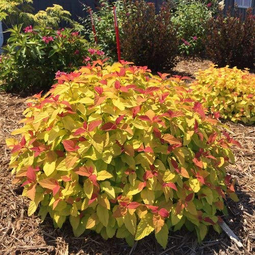 Spiraea Double Play Candy Corn shrub from side angle highlighting mounded form and foliage color contrast