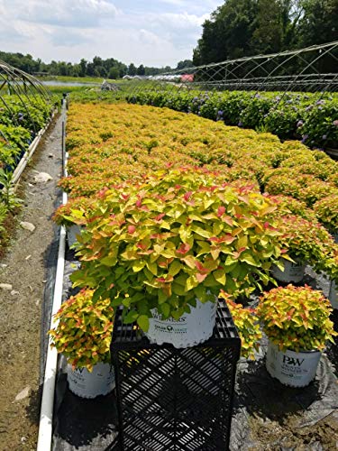 Spiraea Double Play Candy Corn shrub in #2 container showing vibrant multi-colored foliage