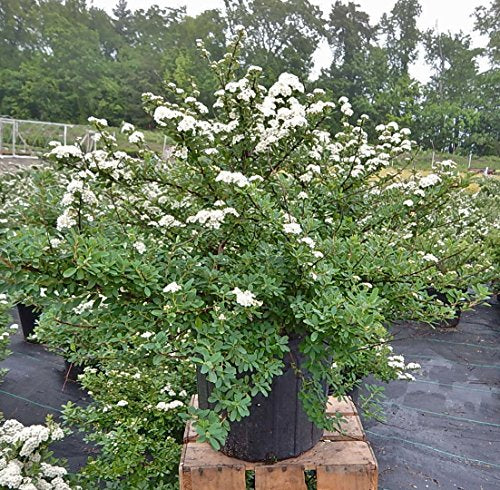 Spiraea nipponica Snowmound