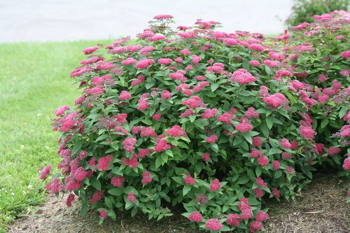 Spirea shrub blooming with red summer flowers