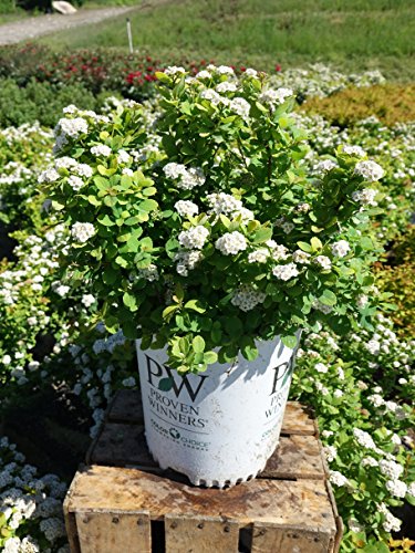 Spirea shrub showing overall habit and color contrast
