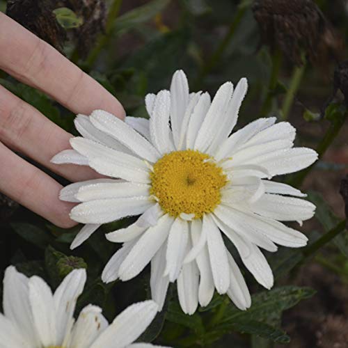 Spoonful Of Sugar Shasta Daisy white flower with yellow on center