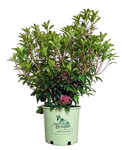 Sprinter® Boxwood full plant view with upright habit