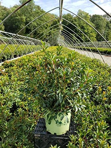 Sprinter® Boxwood in container with lush green leaves