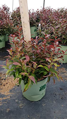Squirt™ Compact Leucothoe evergreen shrub in container, front view